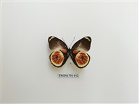 藏品(外國蝴蝶)的圖片